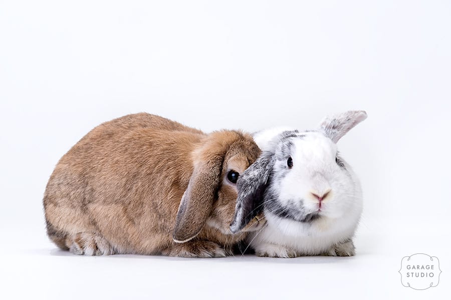 Pet photographer, bunny rabbits, sunbury, macedon ranges, melbourne